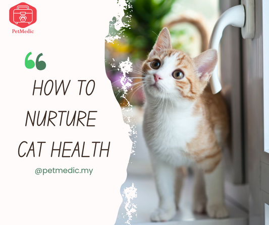 Ultimate Guide to Nurture Cat Health: Strengthening Immunity and Elevating Environmental Cleanliness