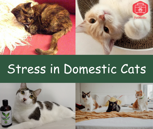 Understanding and Managing Stress in Domestic Cats: A Guide
