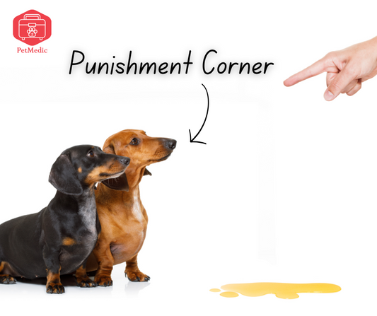 Why Punishing Your Dog is Ineffective Behavior Management